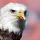 A bald eagle.